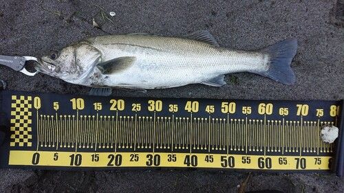 シーバスの釣果