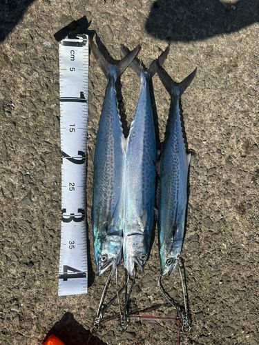 サゴシの釣果