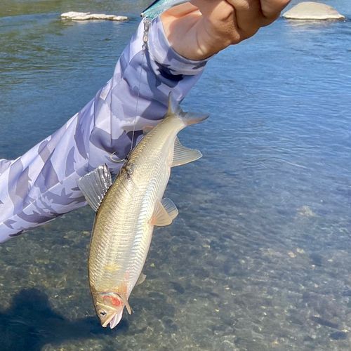 アユの釣果