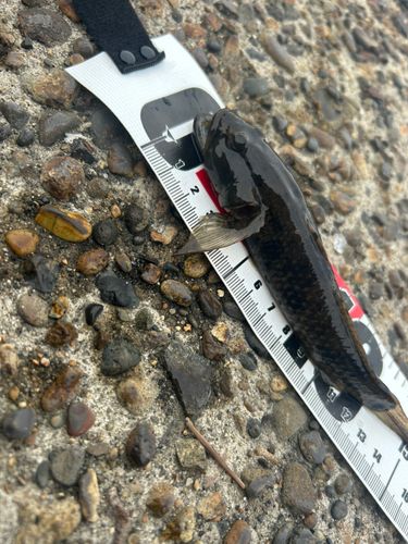 マハゼの釣果