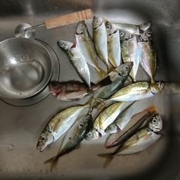 アジ