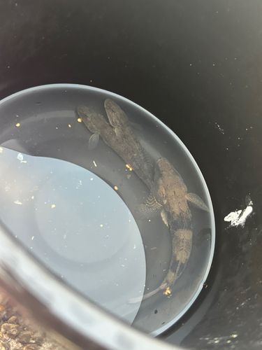 マハゼの釣果