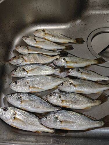 イシモチの釣果