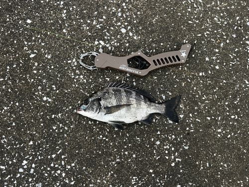 チンチンの釣果
