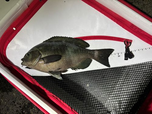 グレの釣果