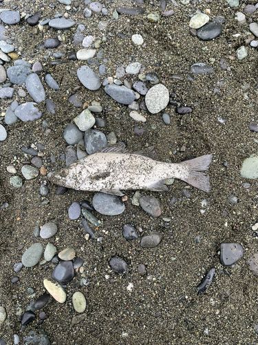 セイゴ（ヒラスズキ）の釣果
