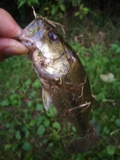 ラージマウスバスの釣果