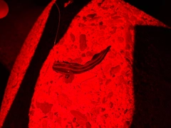 ゴンズイの釣果