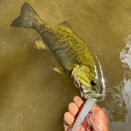 スモールマウスバス