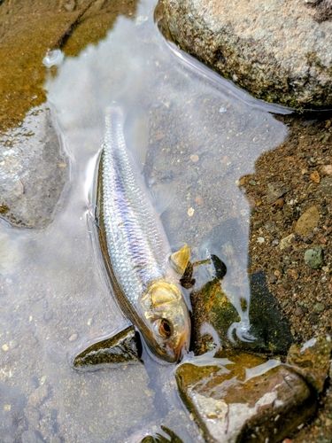 カワムツの釣果