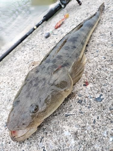 マゴチの釣果