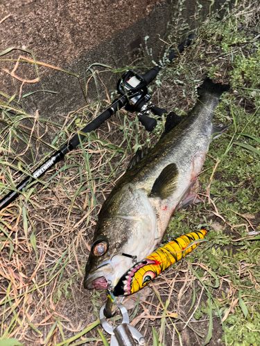 シーバスの釣果