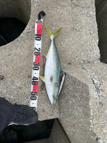イナダの釣果
