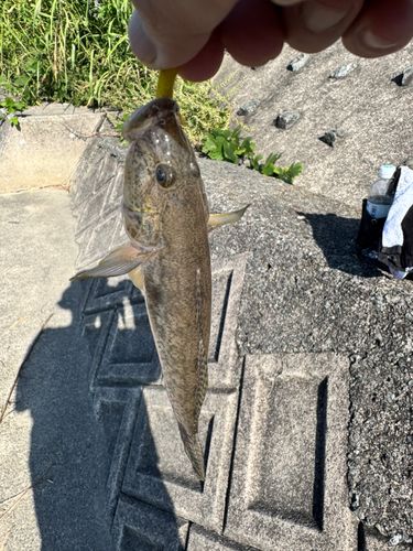 ハゼの釣果