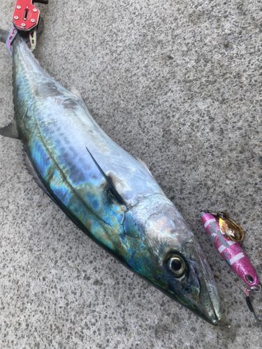 サゴシの釣果