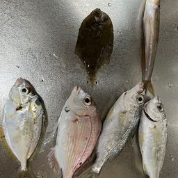 ヒイラギ