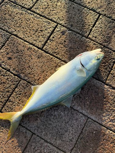 ツバスの釣果