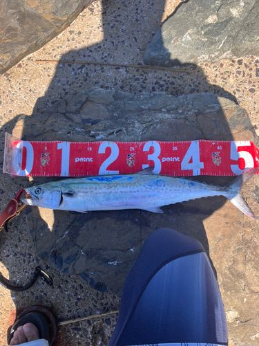 サゴシの釣果