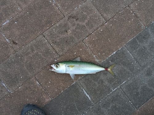 サバの釣果