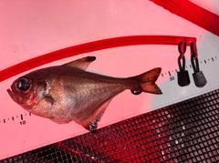 ハタンポの釣果