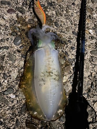 アオリイカの釣果