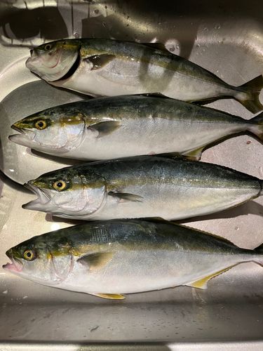 ツバスの釣果
