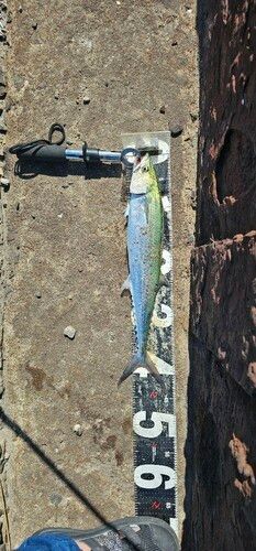 サゴシの釣果