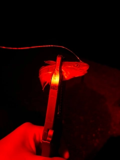 ゴンズイの釣果