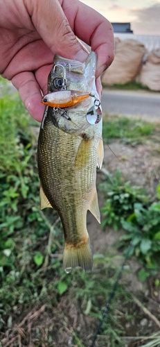 ブラックバスの釣果
