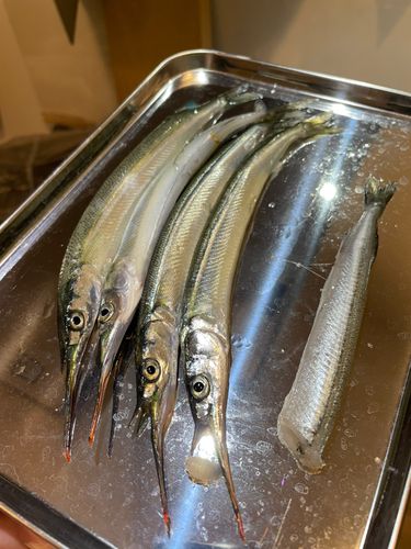 サヨリの釣果