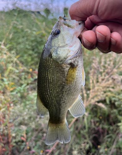 ラージマウスバスの釣果