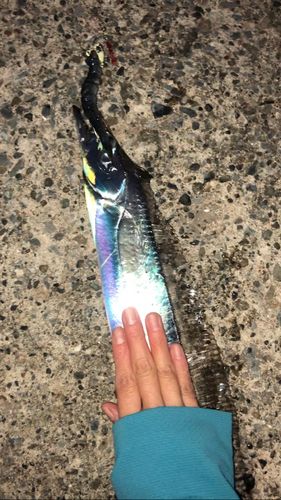 タチウオの釣果