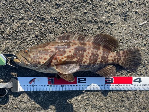 チャイロマルハタの釣果