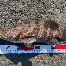 チャイロマルハタ