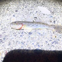 ハゼ