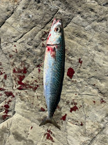 サバの釣果