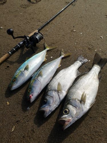 ヒラスズキの釣果