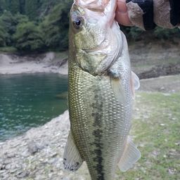 ブラックバス
