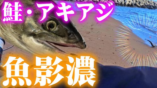 サケの釣果
