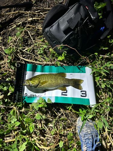 スモールマウスバスの釣果
