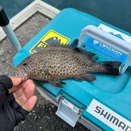 オオモンハタ