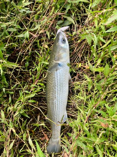 ボラの釣果