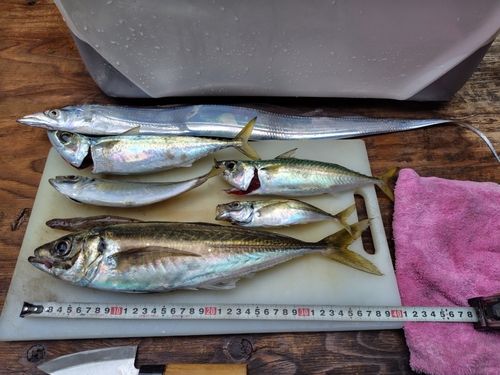 マアジの釣果