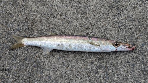 カマスの釣果