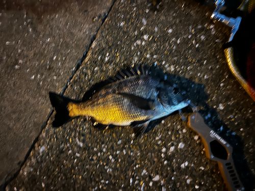クロダイの釣果