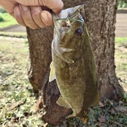 スモールマウスバス