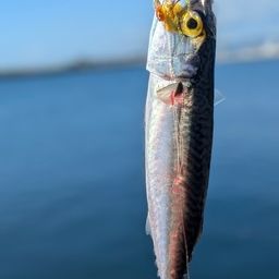 サバ