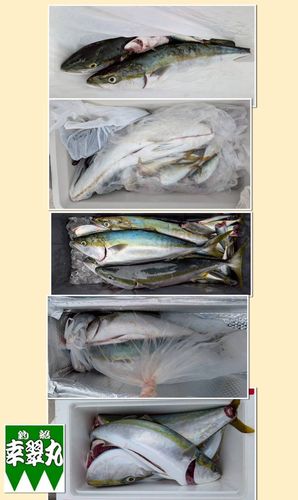 ブリの釣果