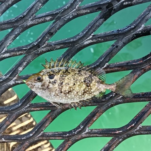 アイゴの釣果