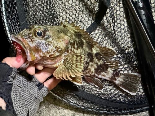 ガシラの釣果
